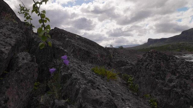 The lonely gentian between stones in windy conditions in the National park Stora Sjofallet in lapland Sweden.