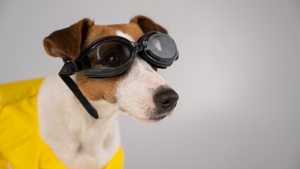 Fototapeta na wymiar Portrait of jack russell terrier dog in life jacket and goggles for snorkeling on white background.