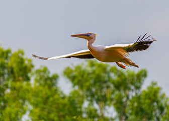 Pink Pelican in flight against blue sky