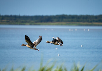 Huge flocks of breeding wild guese in the marshes of Vejlerne or the Vejler, Jutland, Denmark.