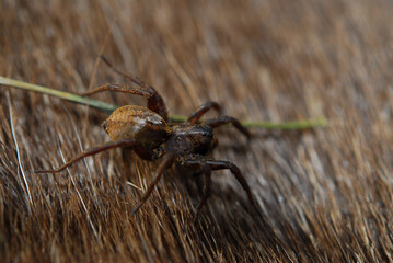 Spiders are air-breathing arthropods that have eight legs, chelicerae with fangs generally able to inject venom, and spinnerets that extrude silk. They are the largest order of arachnids 