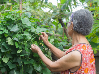 Fototapeta premium Happy a senior woman with short gray hair picking vegetables to prepare for cooking in the backyard. Aged people and relaxation concept