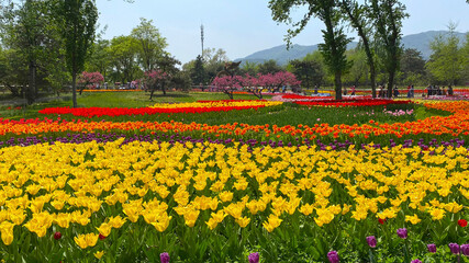 Fototapeta premium The tulip fields are so beautiful that they are so unreal, they are simply a sea of flowers.