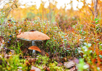 Two mushrooms, large and small with red hats in the middle of a berry glade.
