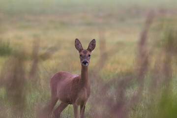 Female Roe Deer Goat Capreolus walks on a green meadow, game sanctuary, beautiful tall green grass in the meadow