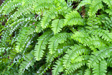 Fern Leaves plant pattern for nature background.