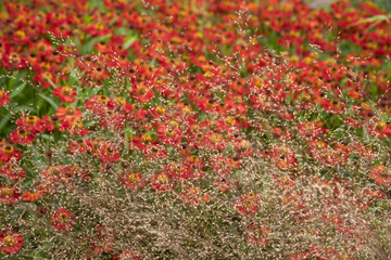 Colorful close up image of Common Sneezeweed Helenium Autumnale flower in English country garden landscape using selective focus