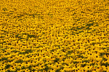 Beautiful image of Black-eyed Susan Rudbeckia Fulgida flowers in English country garden border landscape setting
