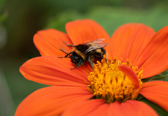 Beautiful image of Mexican Sunflower tithonia rotundifolia flower with Buff Tailed Bumblebee Bombus Terrestris in English country garden landscape setting