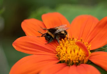 Fotobehang Beautiful image of Mexican Sunflower tithonia rotundifolia flower with Buff Tailed Bumblebee Bombus Terrestris in English country garden landscape setting © veneratio