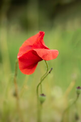 Obraz premium Stunning close up macro image of poppy flower papaver rhoeas in English country garden landscape setting