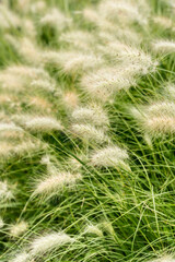 Beautiful dreamy landscape image of ornamental fountain grass Pennisetum Alopecuroides in English country garden border