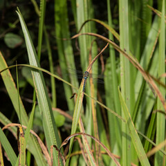 Beautiful macro close up image of Common Hawker dragonfly insect on reed grass in pond