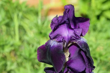 Tuinposter Purple bearded iris flower © JohnatAPW