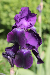 Purple bearded iris flower