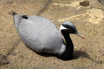 Demoiselle Crane, Anthropoides Virgo sits on the ground. Bird close-up. 