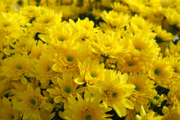 Beautiful yellow flowers nature background. with blur focus sharpening noise