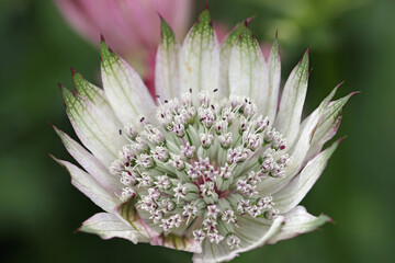 White masterwort flower in close up - obrazy, fototapety, plakaty