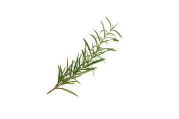 A sprig rosemary on white background. isolated