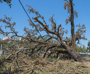 Live Oak Tree Knocked Down by Hurricane Ida in New Orleans, LA, USA 