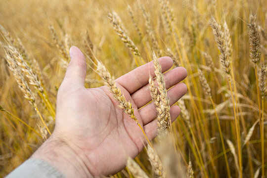 Image of spikelets in hands