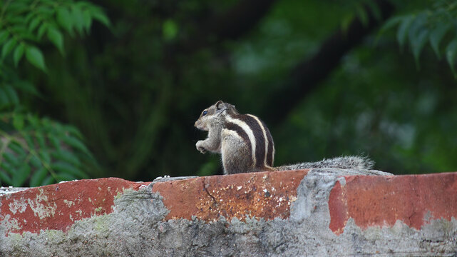 Profile view of the Indian palm squirrel (Funambulus palmarum) sitting on the stone near a tree