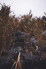Withering grass and dark stones at the seashore on a cloudy, stormy and rainy day in Ahlainen, Pori, Finland