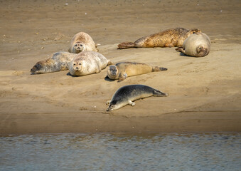 Wild harbor seal colonies on trhe sandbanks of Fanø, a Danish island in the North Sea off the off the Jutland Peninsula across the Wadden Sea