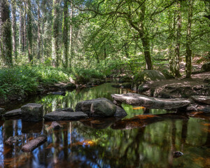 boulders offer possibility to cross forest brook in Parc naturel régional d'Armorique near huelgoat - 456534123
