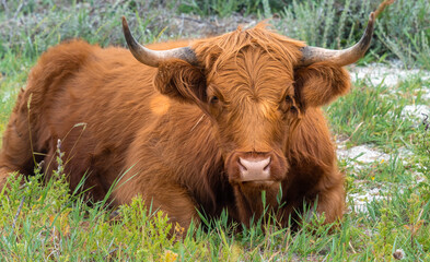 Highland rustic cattle perfectly at home on the dunes and heath of Fan&oslash; island in the North Sea off the off the Jutland Peninsula across the Wadden Sea