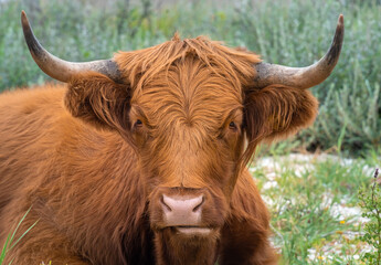 Highland rustic cattle perfectly at home on the dunes and heath of Fanø island in the North Sea off the off the Jutland Peninsula across the Wadden Sea