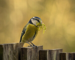 bird on a branch