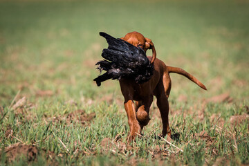 Vizsla, Drahthaar Vizsla, Ungarischer Vorstehhund, Rabenkr&auml;he, Kr&auml;he, Apport, apportieren, Kr&auml;henjagd, Welpe, Wildgew&ouml;hnung, Jagdhund, Jagd, Vorstehhund, vorstehen, Jagdhundeausbildung