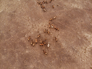 Camels from above in the Eurasian steppe, Kazakhstan