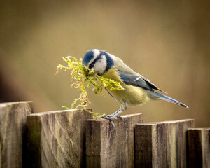 bird on a branch