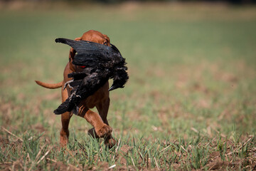 Vizsla, Drahthaar Vizsla, Ungarischer Vorstehhund, Rabenkr&auml;he, Kr&auml;he, Apport, apportieren, Kr&auml;henjagd, Welpe, Wildgew&ouml;hnung, Jagdhund, Jagd, Vorstehhund, vorstehen, Jagdhundeausbildung