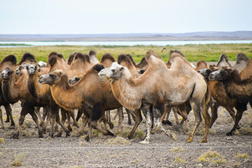 Obraz premium Camels in the Eurasian steppe, Kazakhstan