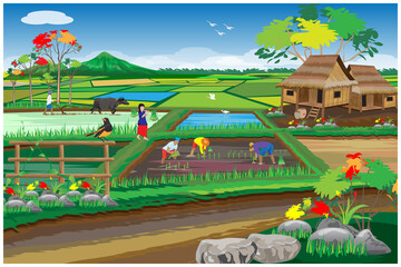 farmer transplant rice seeding in paddy field vector design