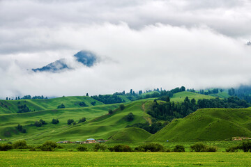 Forests on the Meadows cloudily in valley grassland scenic spot of Nalati, Xinjiang Uygur Autonomous Region, China.