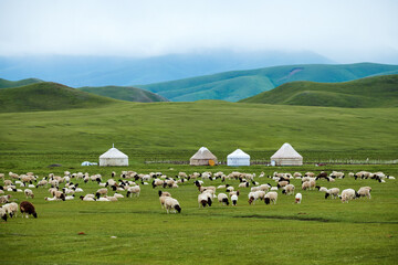 The flock of sheep and mongolia yurts on the summer meadows  in Nalati scenic spot, Xinjiang Uygur Autonomous Region, China.