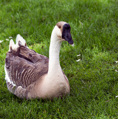 View of beautiful swan goose