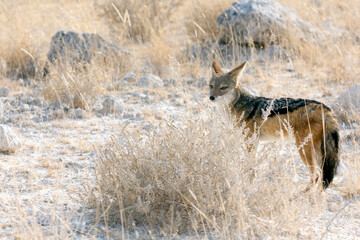 View of jackal