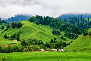 Forests on the Meadows cloudily in valley grassland scenic spot of Nalati, Xinjiang Uygur...