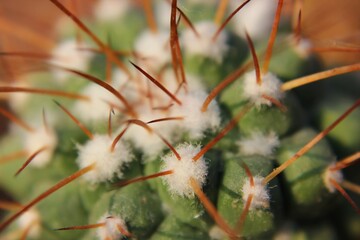 cactus with thorns in the garden