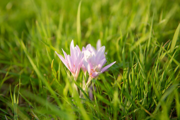  A group of autumn crocus flowers Colchicum autumnale among the grass 