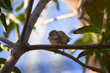 female common house sparrow on tree wildlife animal bird watching outdoors street photography