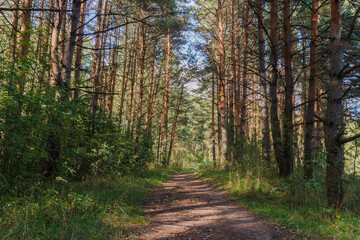 Fototapeta na wymiar Path in the forest. Central Russia. Summer. Pine trees. Play of light and shadow