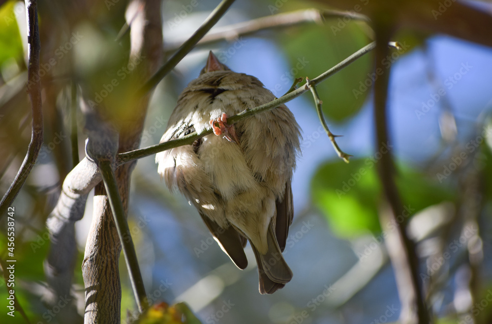 Poster female common house sparrow on tree wildlife animal bird watching outdoors street photography