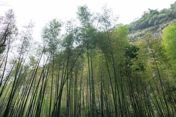 Look up at the bamboo forest in the mountain