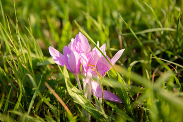  A group of autumn crocus flowers Colchicum autumnale among the grass 